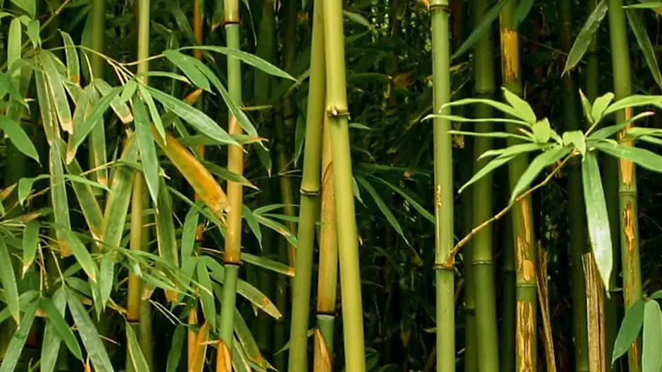Une forêt de bambous verdoyante