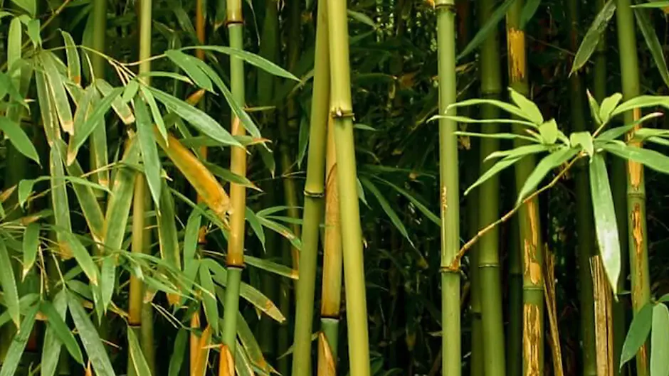 Une forêt de bambous verdoyante