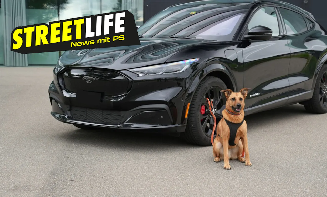 Ein Hund vor einem schwarzen Mustang Mach-E